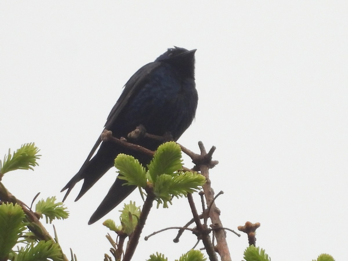 Purple Martin - ML637727343