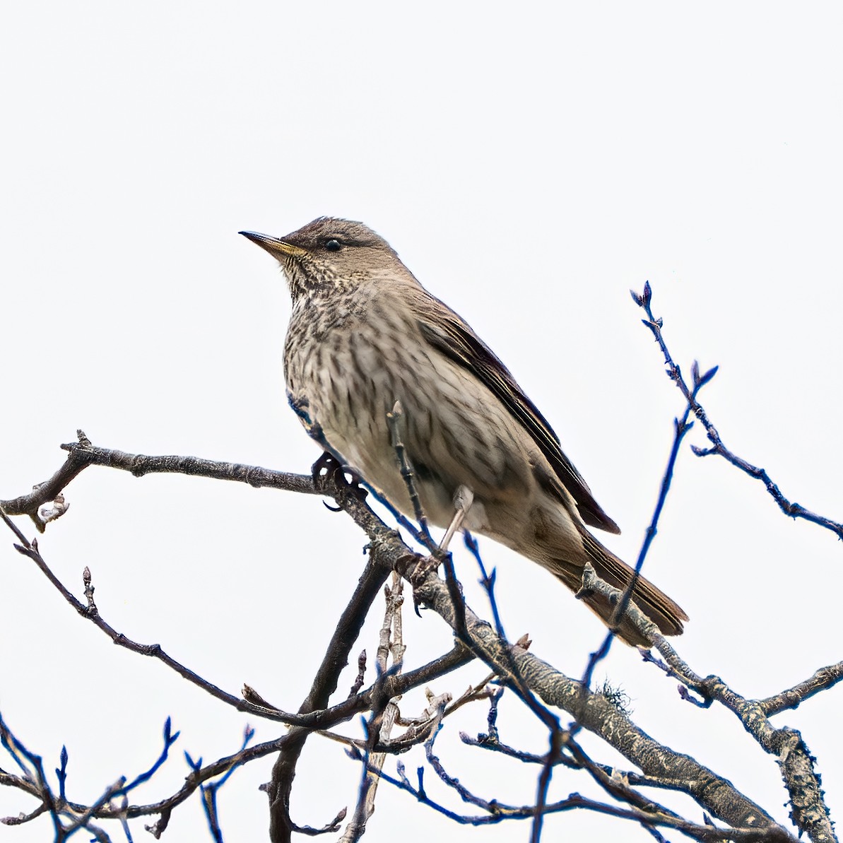 Black-throated Thrush - ML637727349