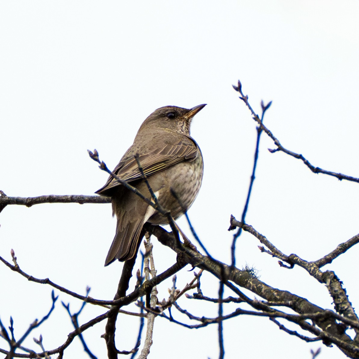 Black-throated Thrush - ML637727350