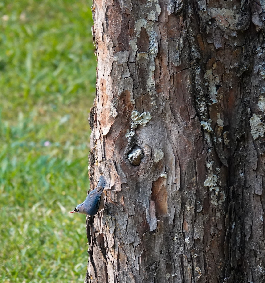 Velvet-fronted Nuthatch - ML637727452