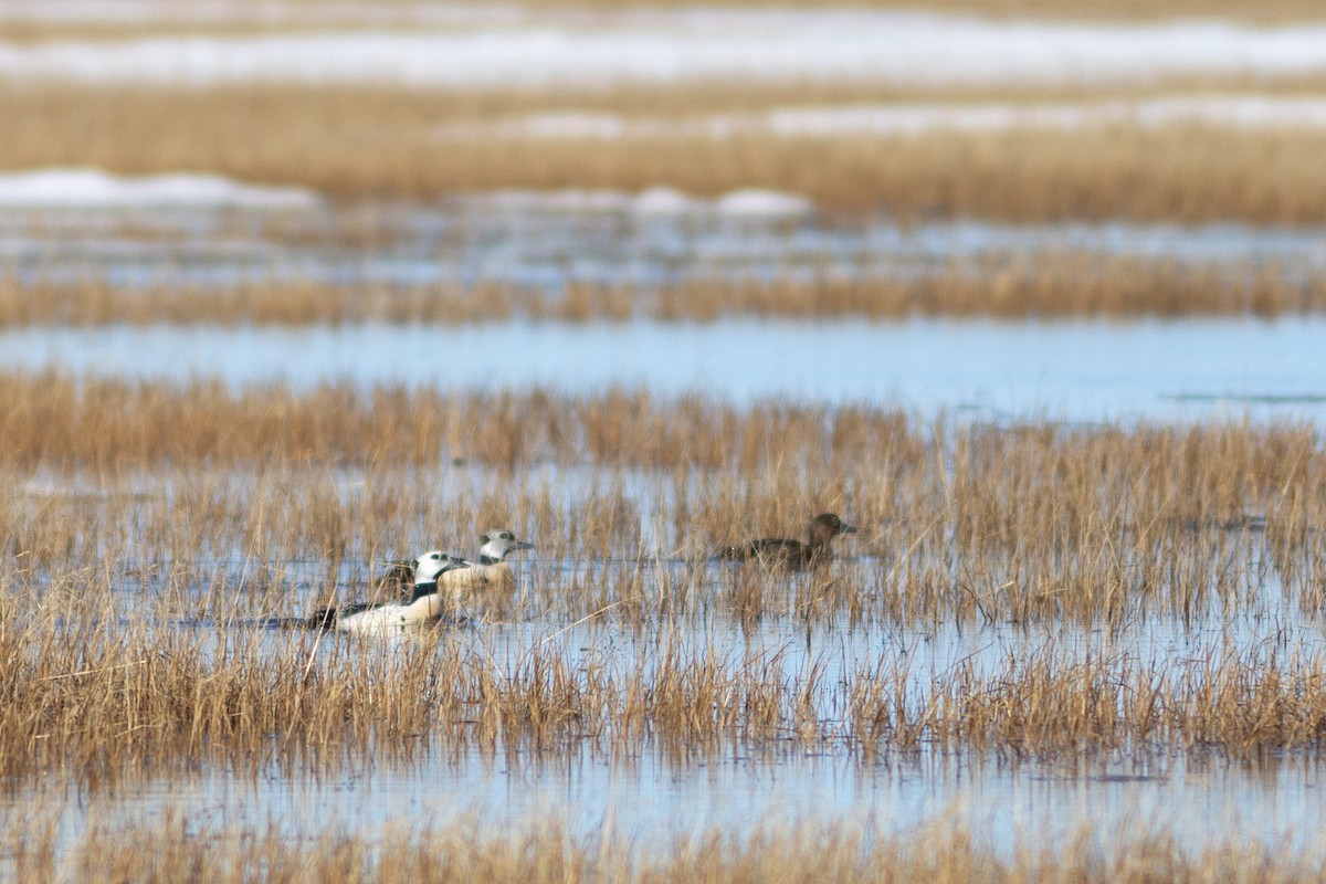 Steller's Eider - ML637727453