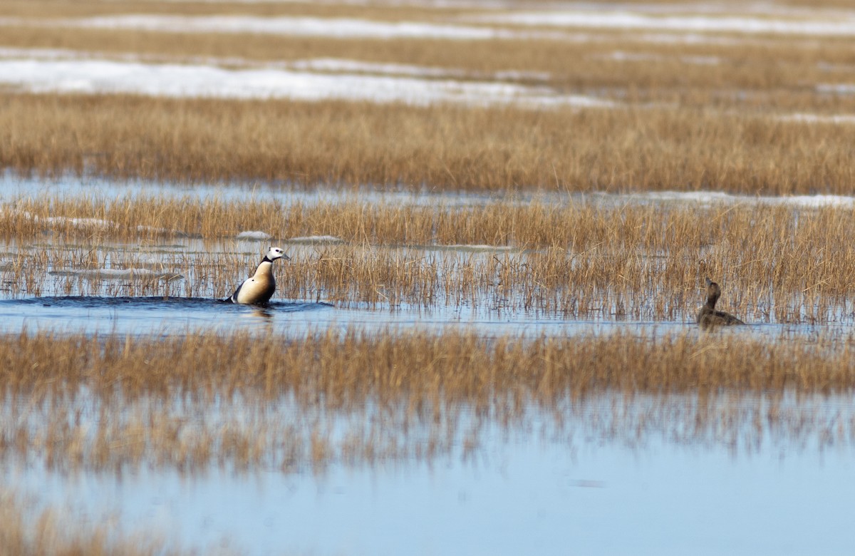 Steller's Eider - ML637727454