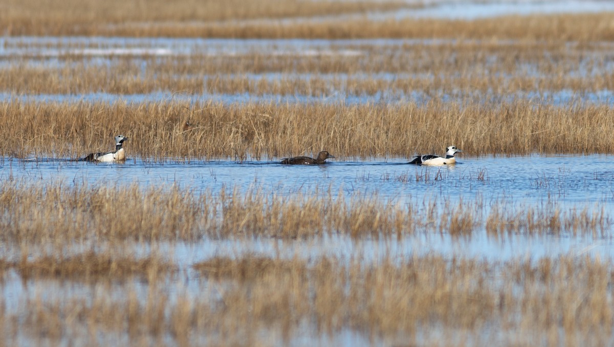 Steller's Eider - ML637727455