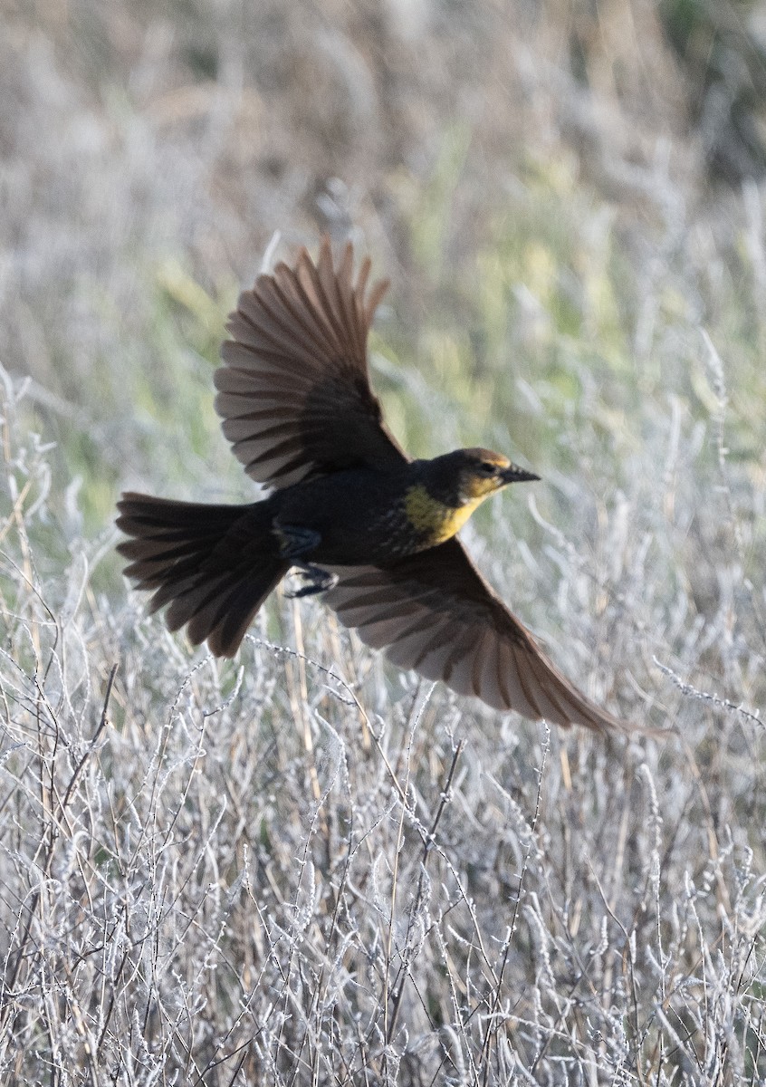 Yellow-headed Blackbird - ML637727456