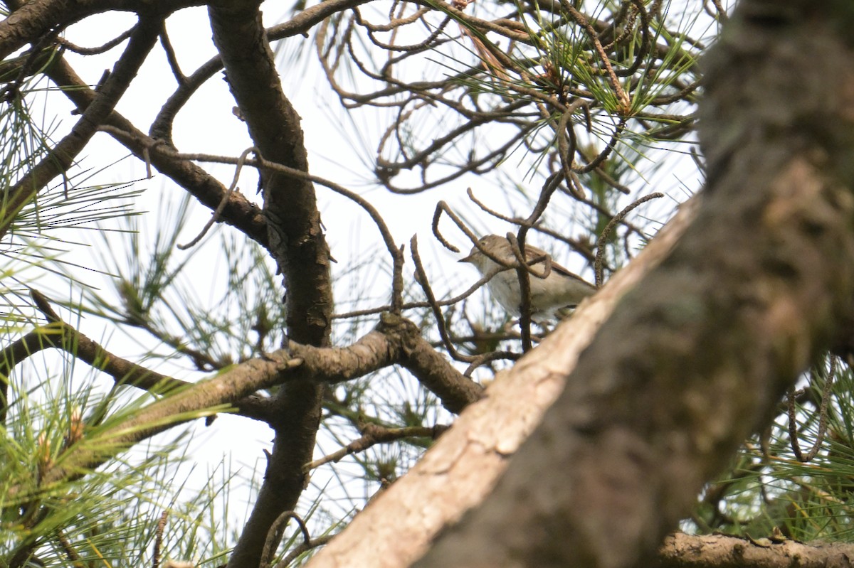 Asian Brown Flycatcher - ML637727457
