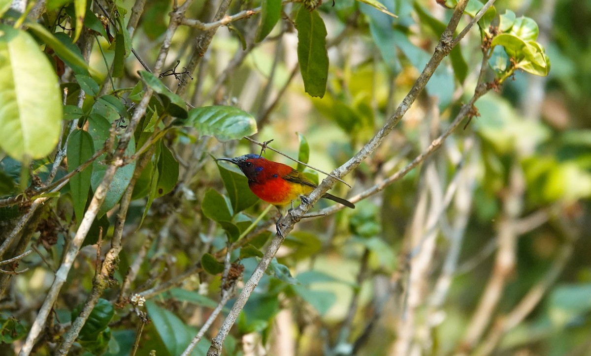 Mrs. Gould's Sunbird - ML637727459