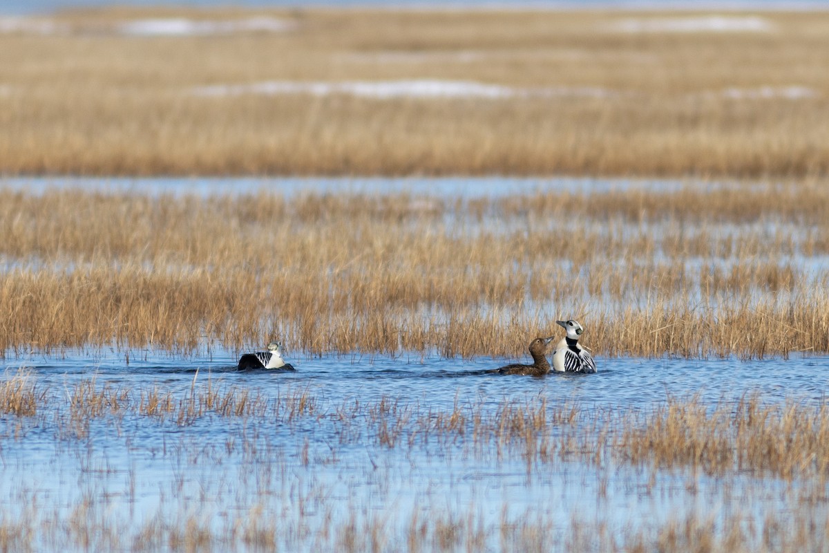 Steller's Eider - ML637727460