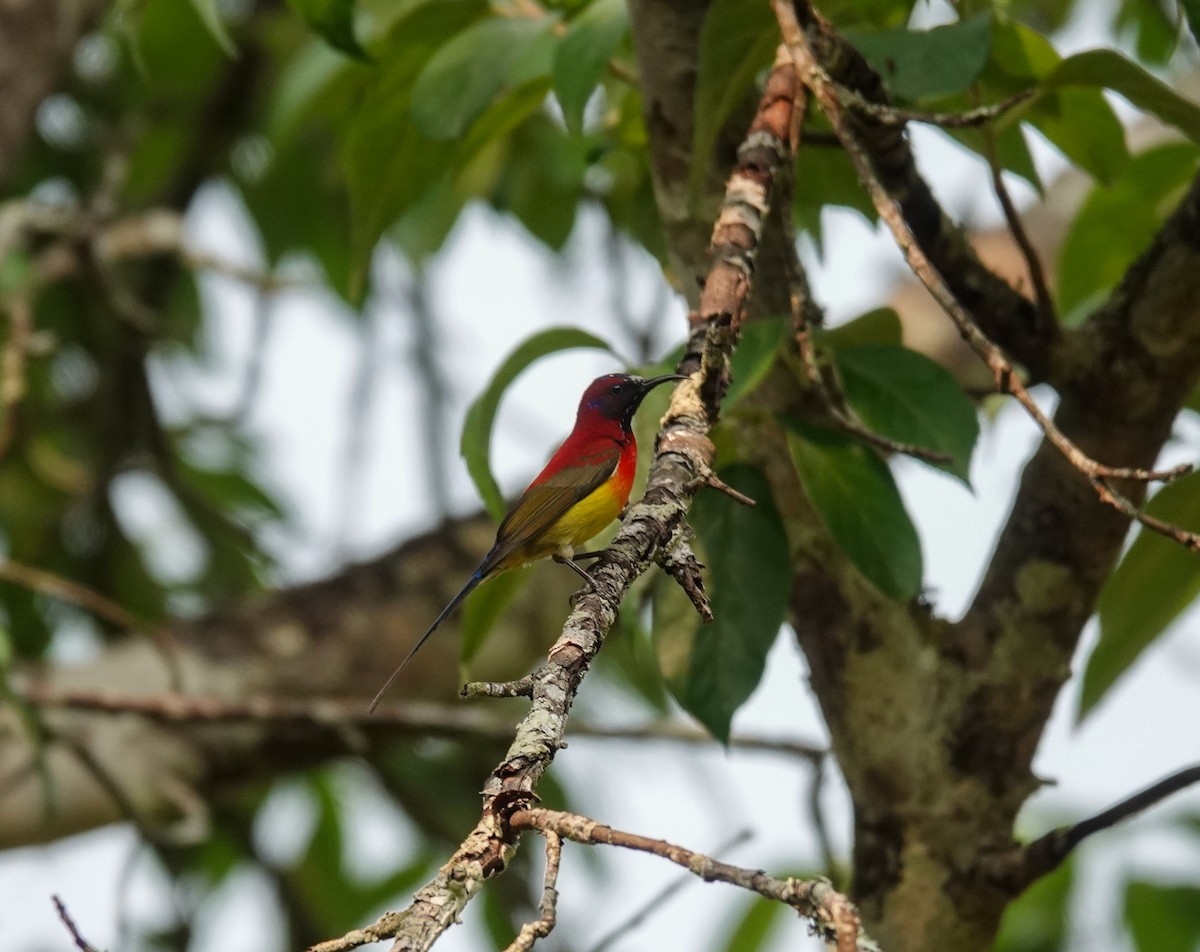 Mrs. Gould's Sunbird - ML637727461