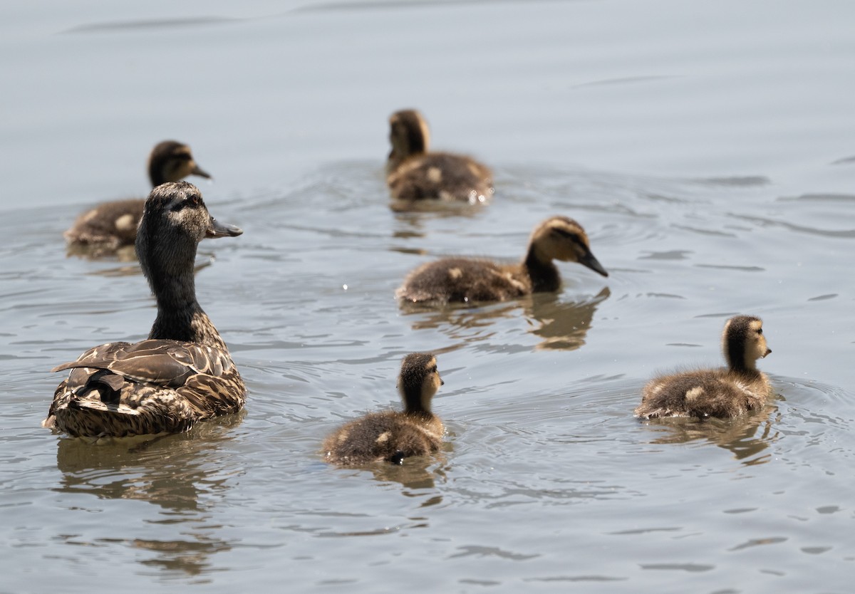 Mallard - ML637727462