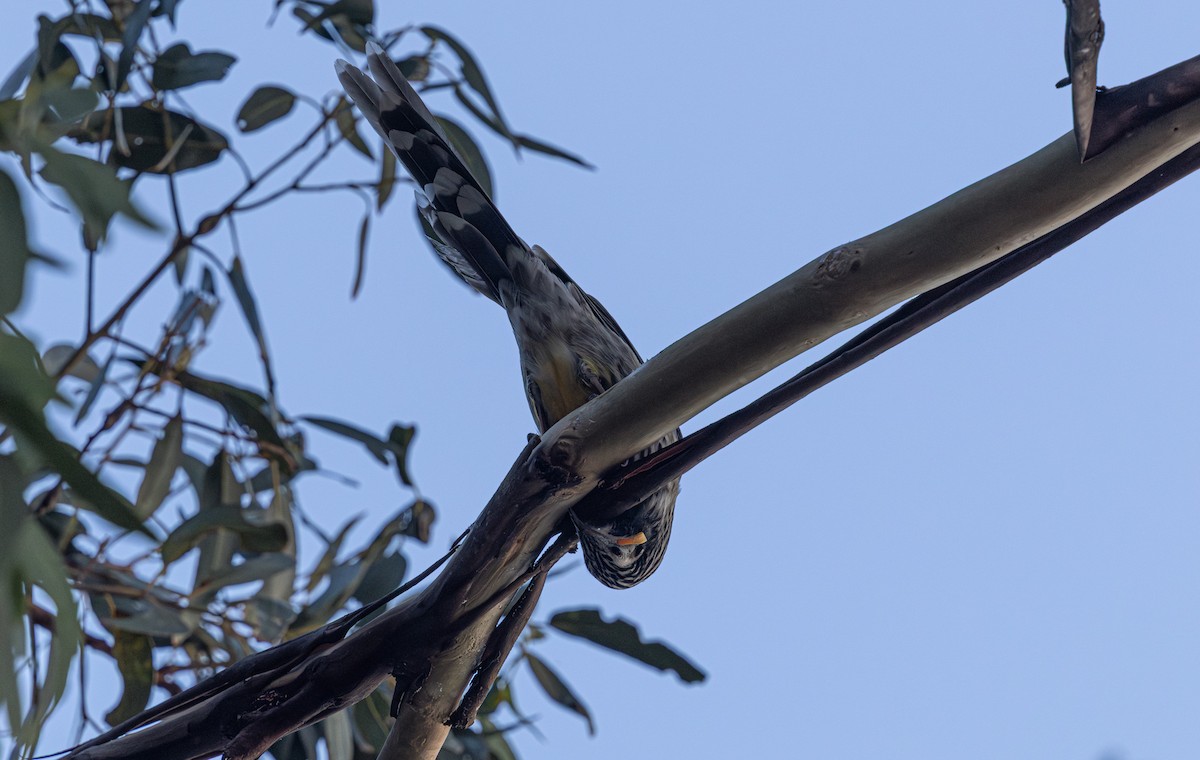 Yellow Wattlebird - ML637727463
