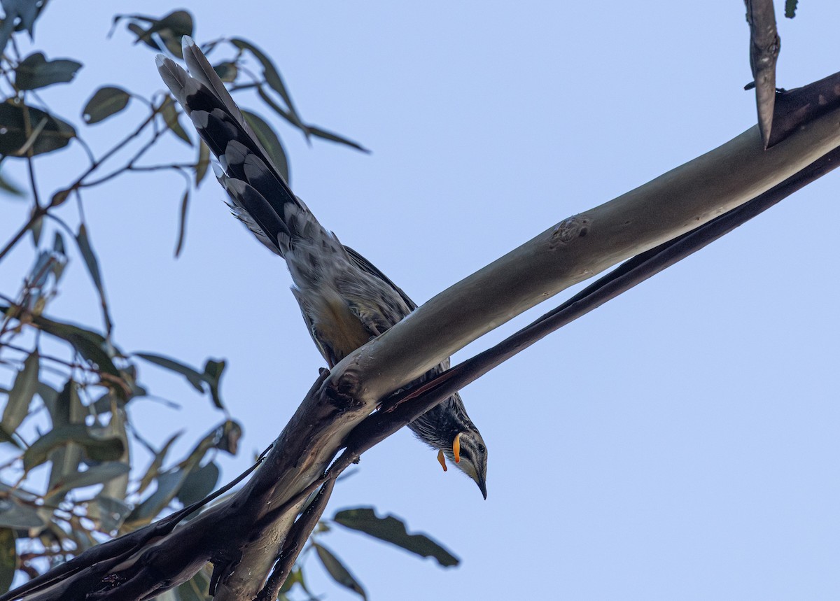 Yellow Wattlebird - ML637727464