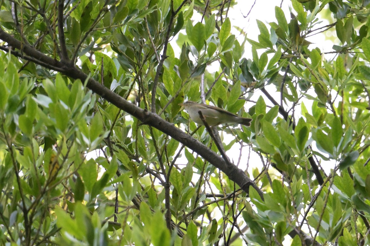 Eastern Crowned Warbler - ML637727466