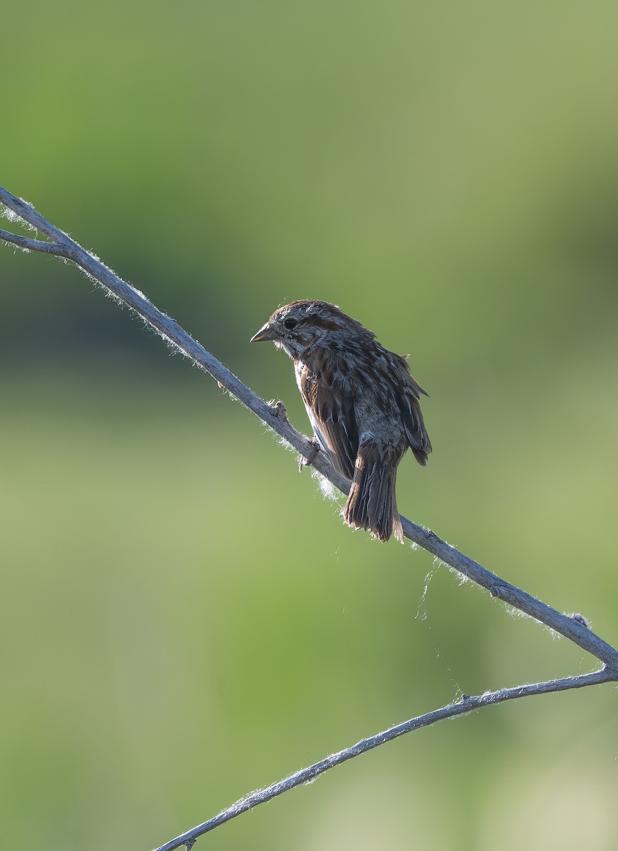 Song Sparrow - ML637727468