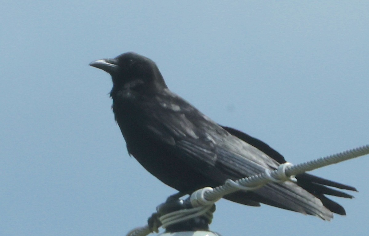 Common Raven - ML637727469