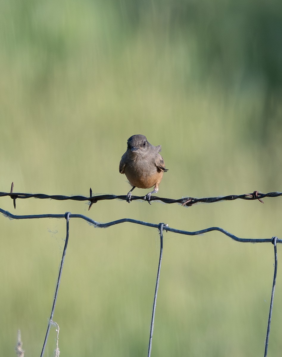 Say's Phoebe - ML637727470