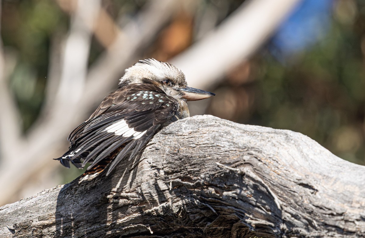 Laughing Kookaburra - ML637727471
