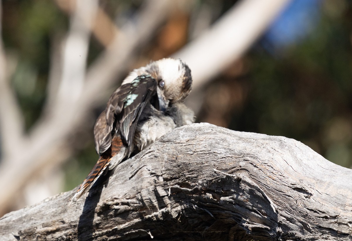 Laughing Kookaburra - ML637727472