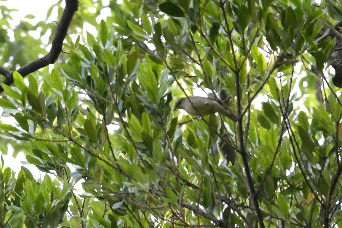 Eastern Crowned Warbler - ML637727473