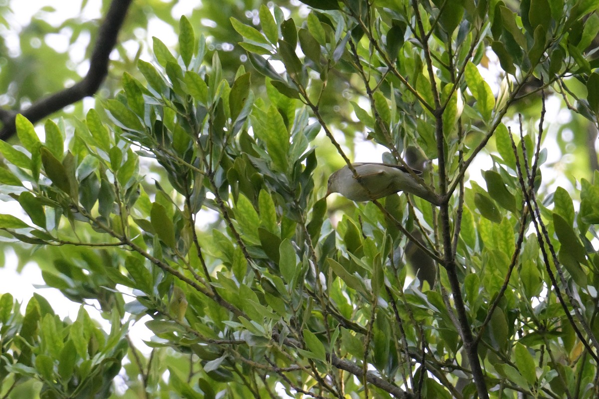 Eastern Crowned Warbler - ML637727474
