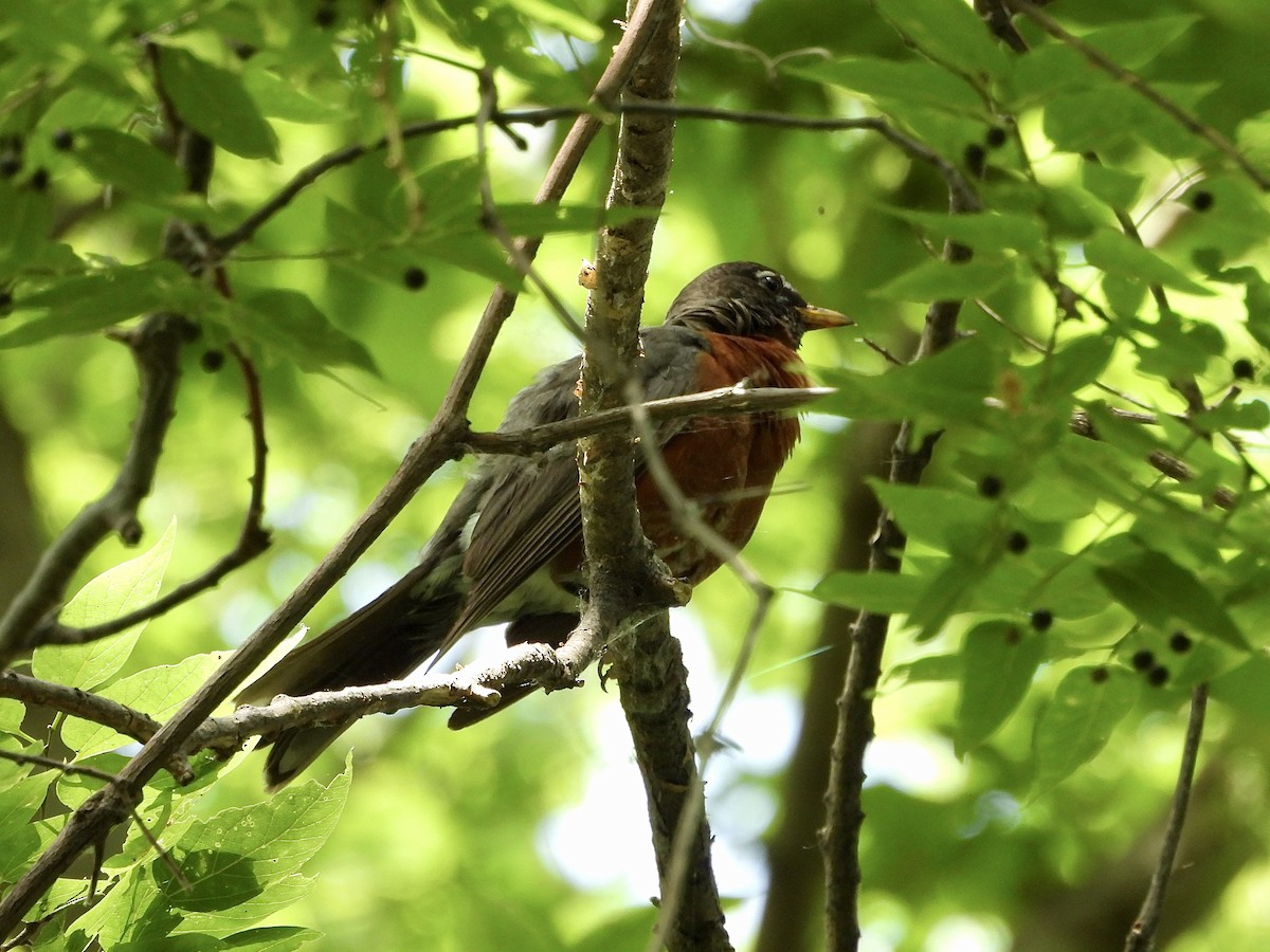 American Robin - ML637727475