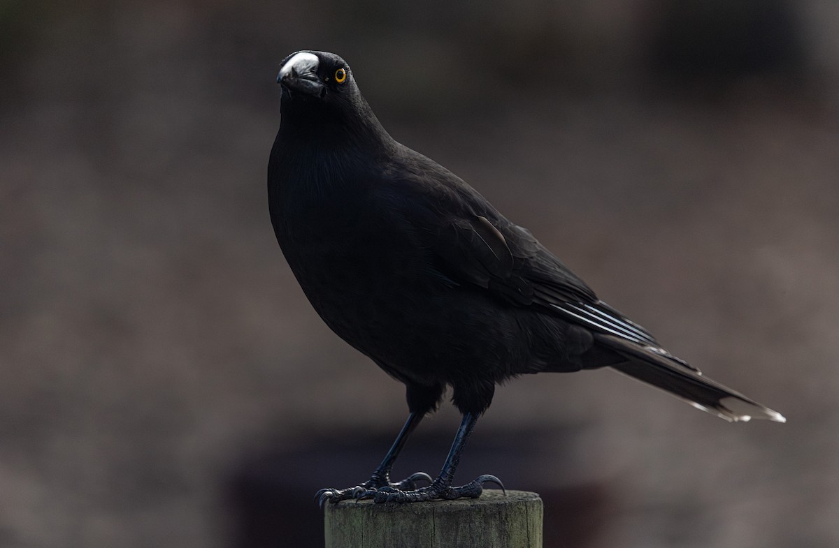 Black Currawong - ML637727478
