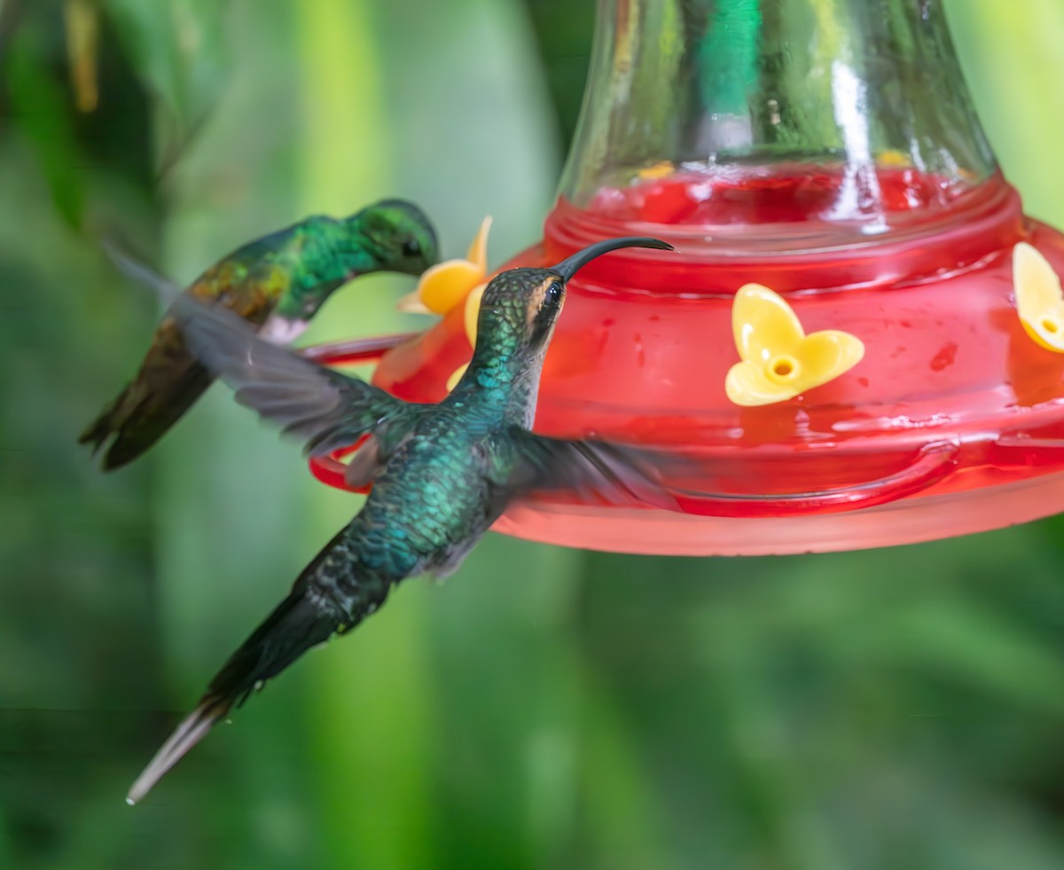 Green Hermit - ML637727484