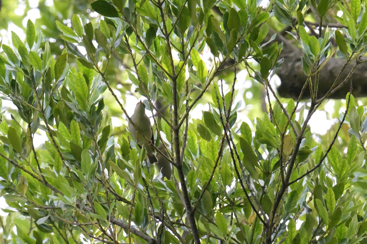 Eastern Crowned Warbler - ML637727487