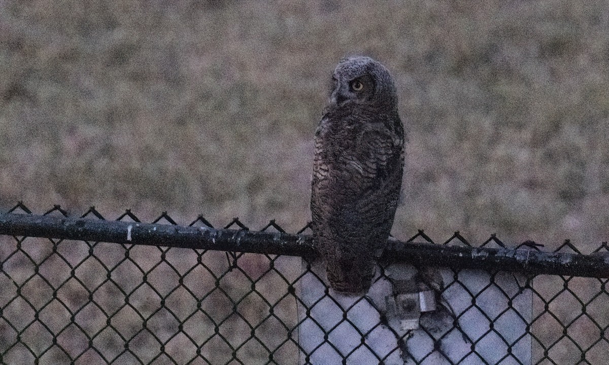 Great Horned Owl - ML637727489