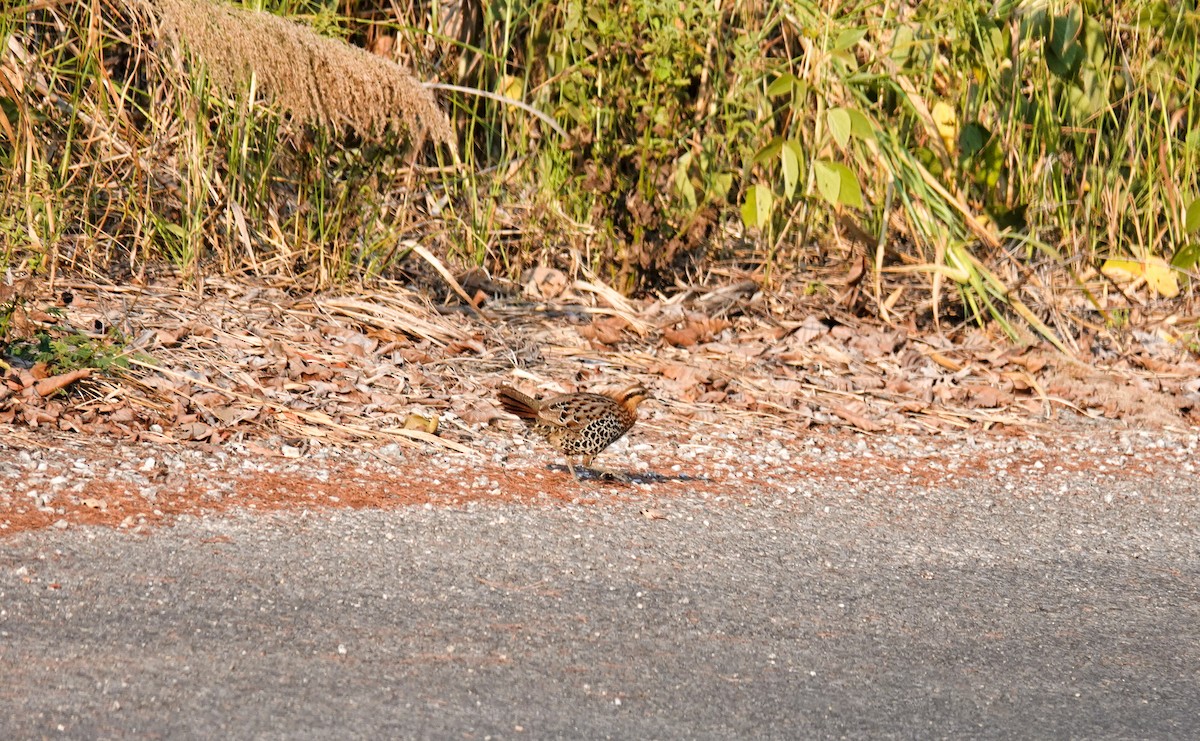 Mountain Bamboo-Partridge - ML637727490