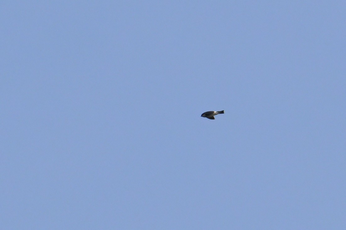 Asian House-Martin - ML637727493