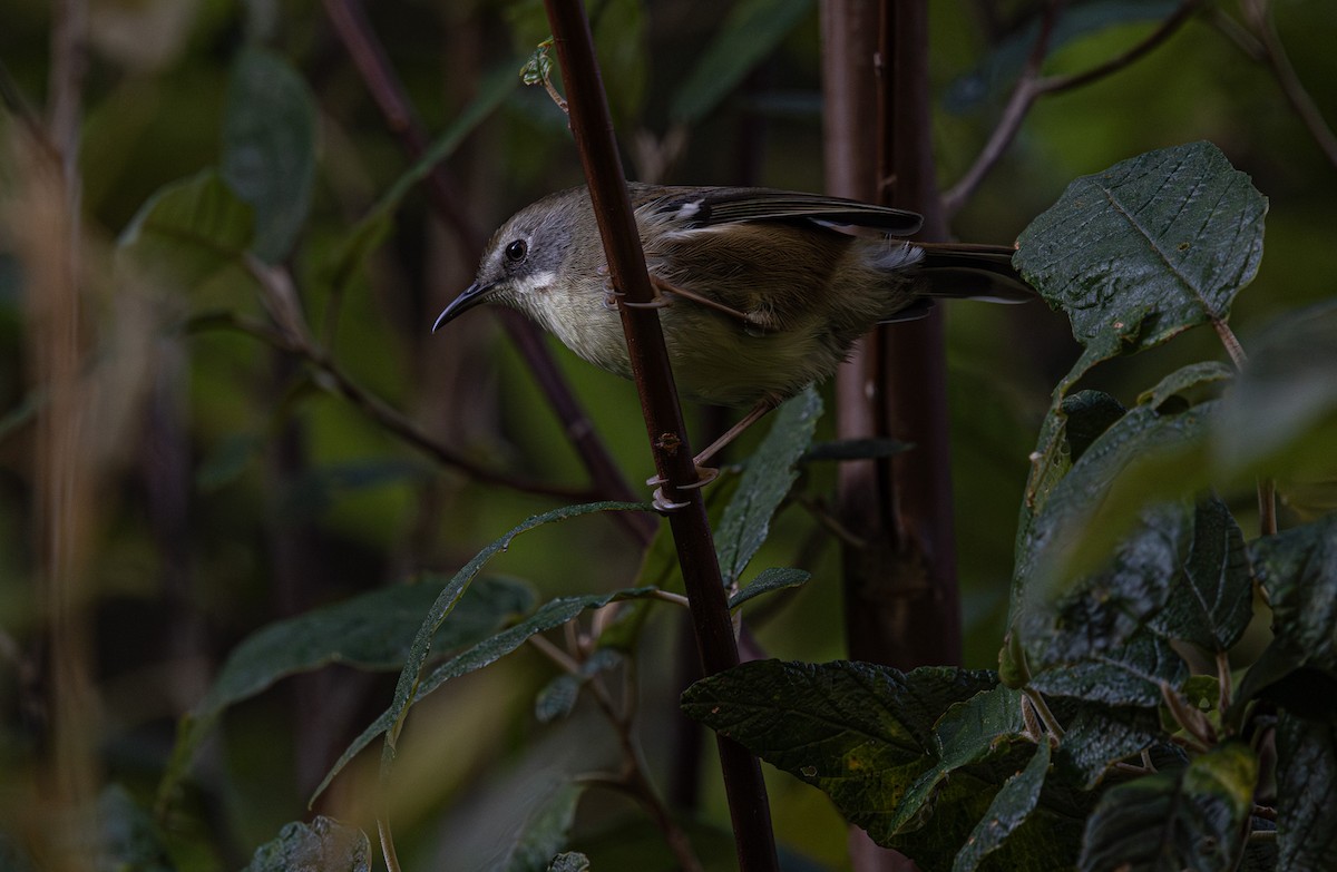 Scrubtit - ML637727505