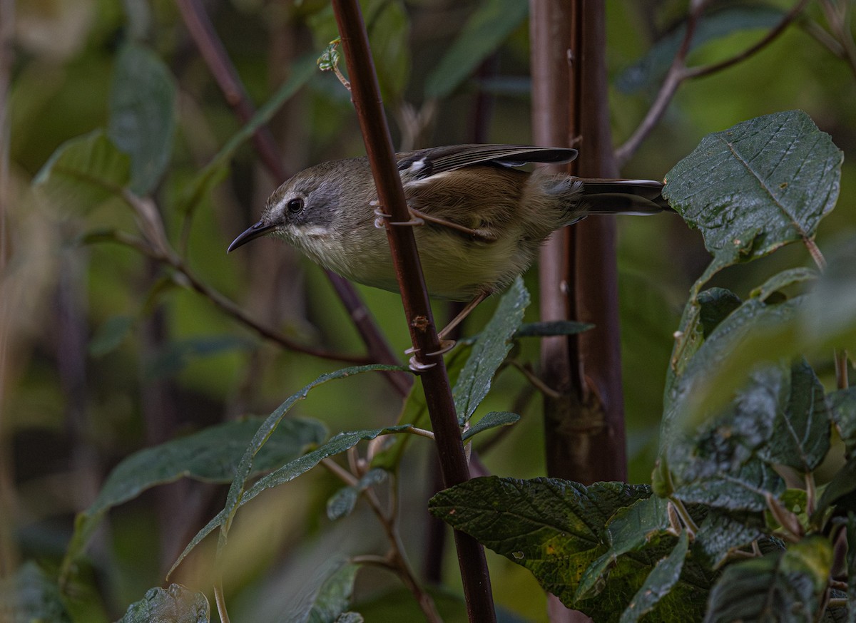 Scrubtit - ML637727506