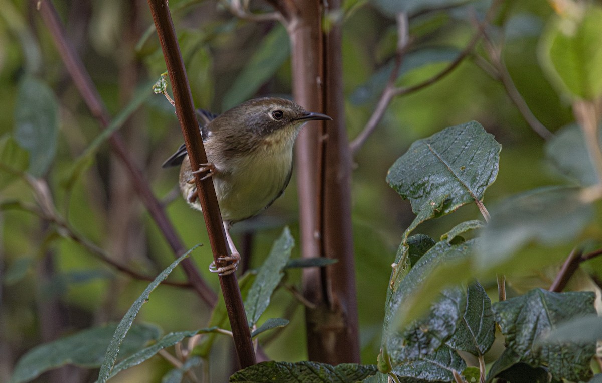 Scrubtit - ML637727507