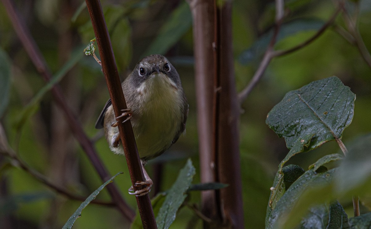 Scrubtit - ML637727508