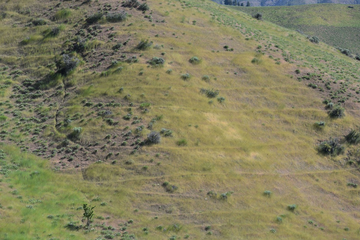null - ML637727509