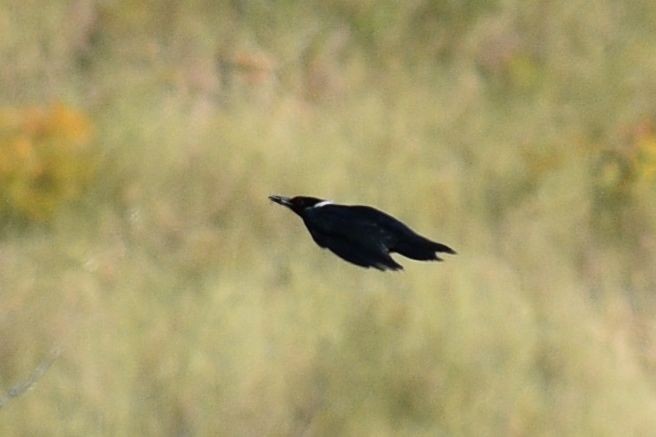 Lewis's Woodpecker - ML637727516