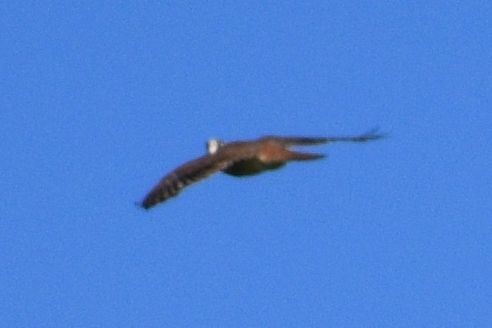 falcon sp. - ML637727519