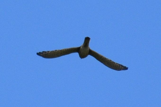 falcon sp. - ML637727520