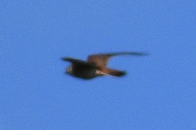falcon sp. - ML637727521