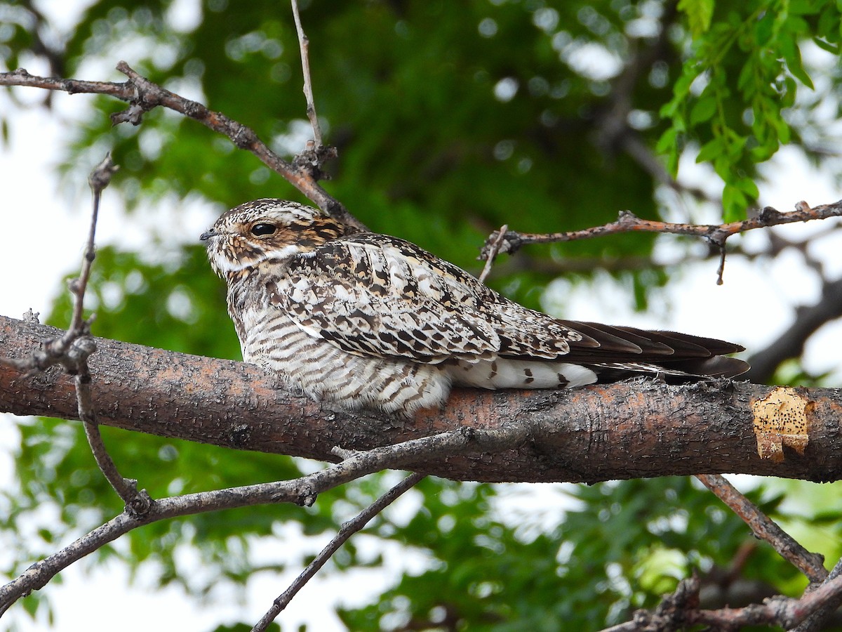 Common Nighthawk - ML637727524