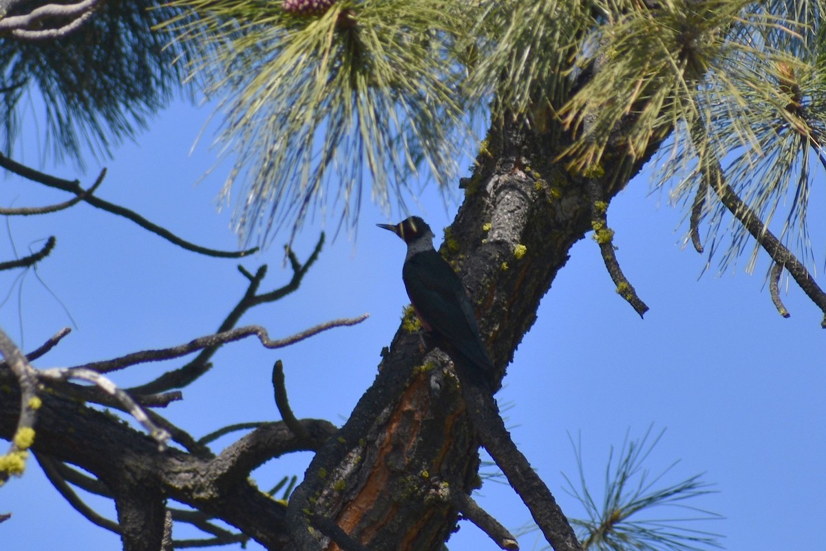 Lewis's Woodpecker - ML637727525