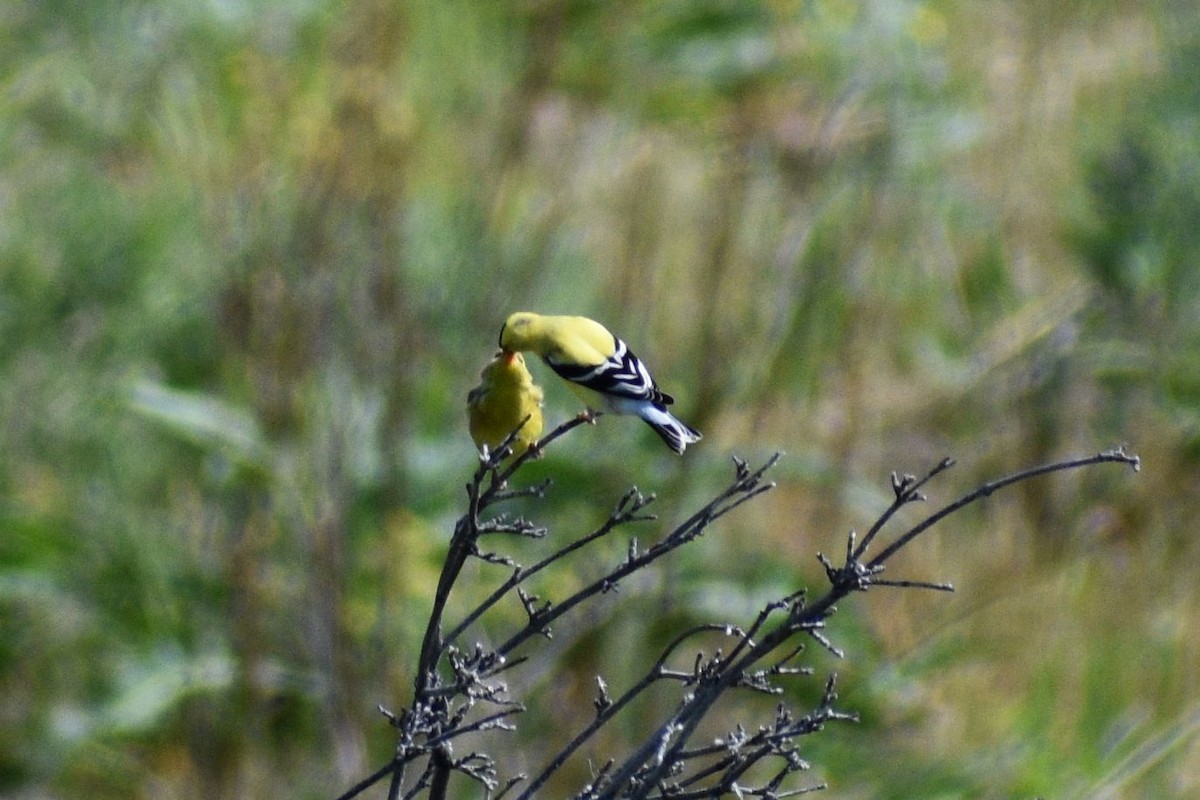 American Goldfinch - ML637727527