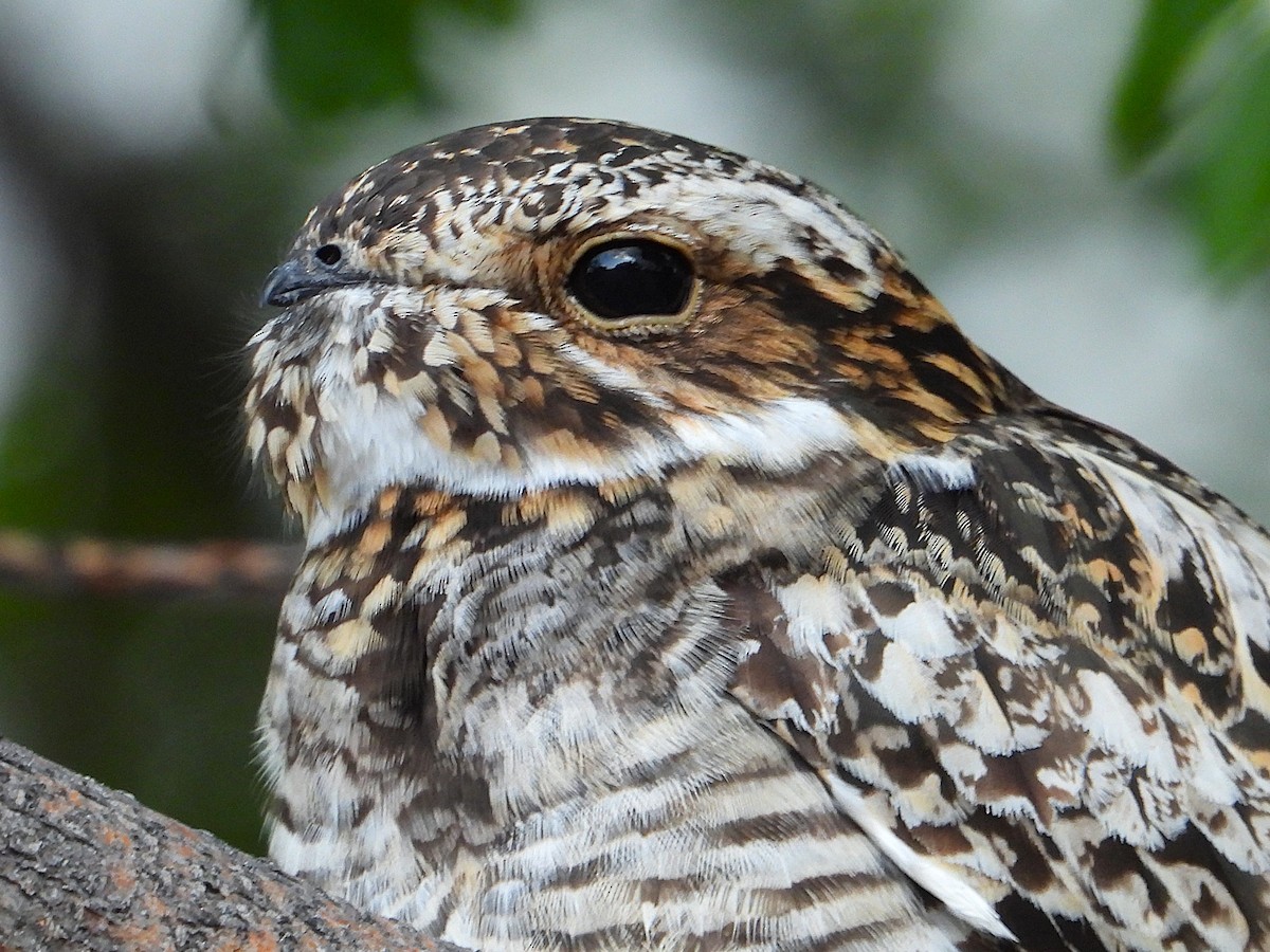 Common Nighthawk - ML637727528