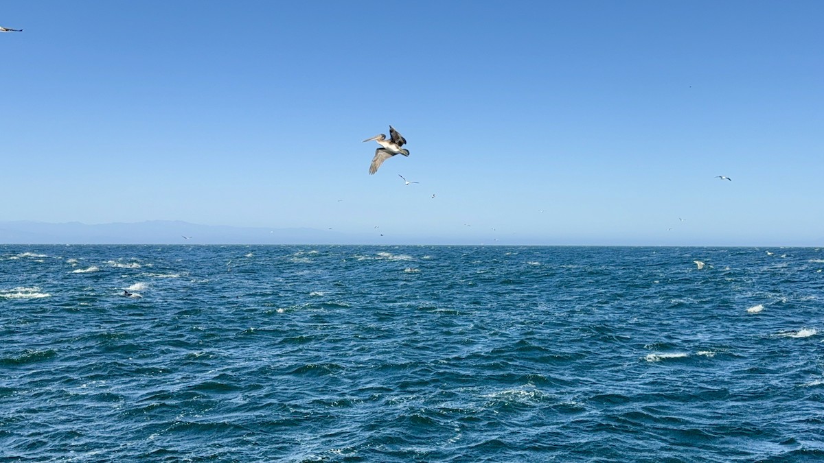 Brown Pelican - ML637727529