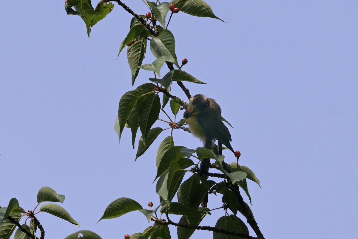 Varied Tit - ML637727530