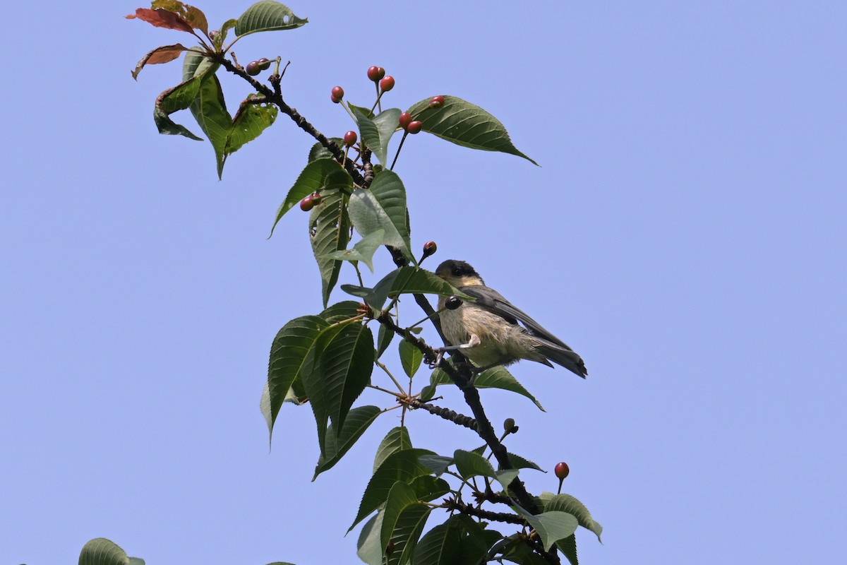 Varied Tit - ML637727531