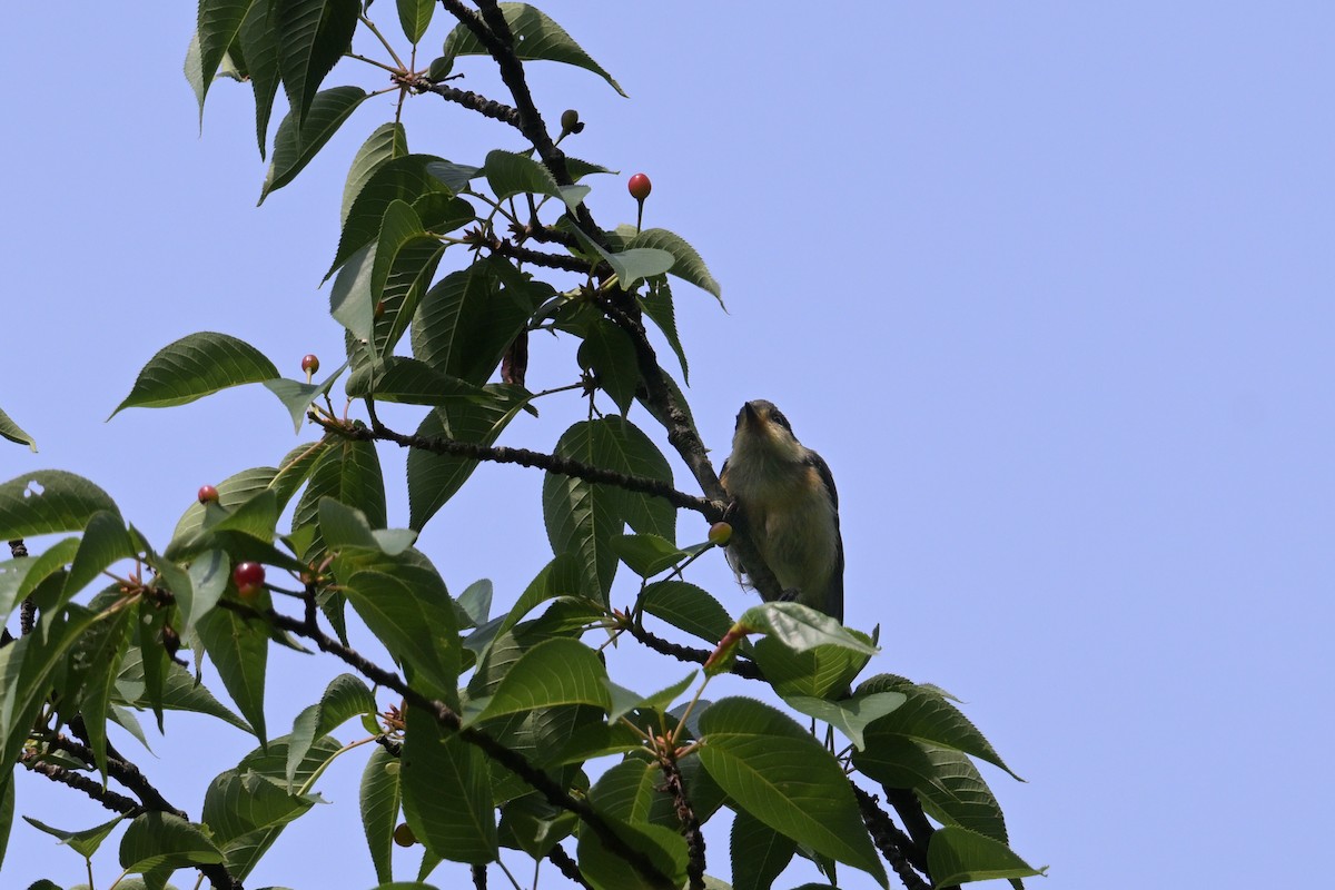 Varied Tit - ML637727532