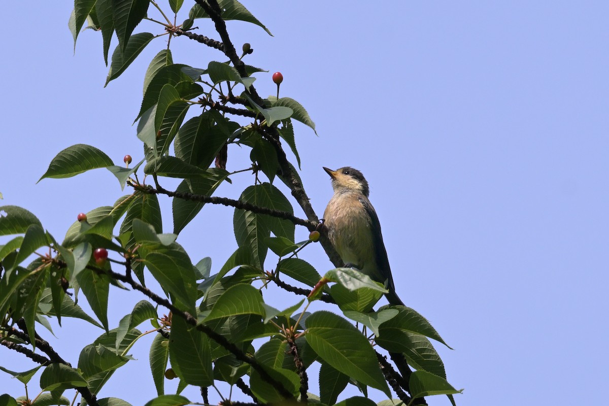 Varied Tit - ML637727533