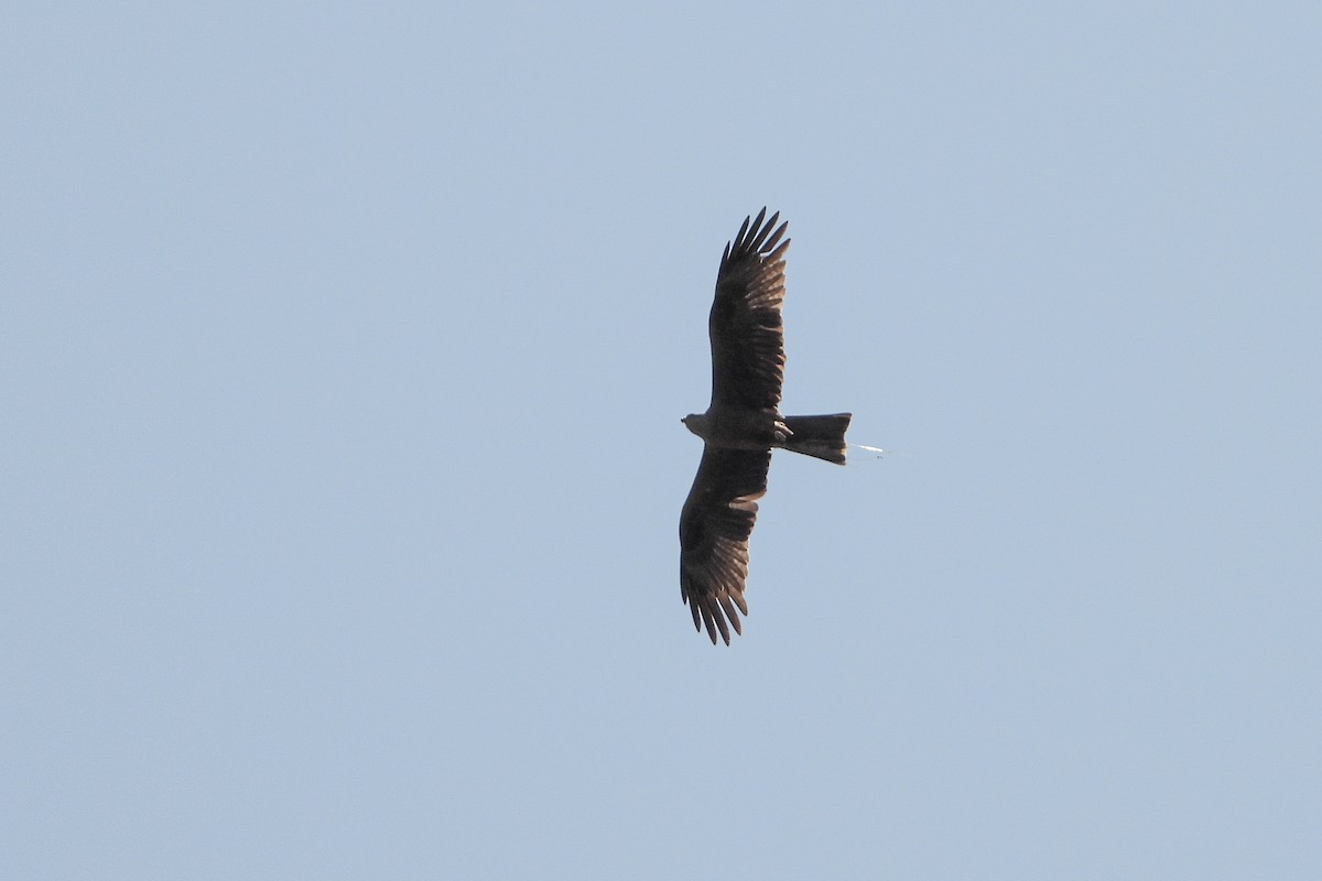 Black Kite - ML637727535