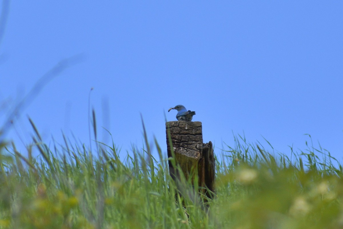 Mountain Bluebird - ML637727536